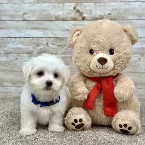 Maltese White Puppy for sale - ITME9991