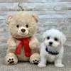 Maltese White Puppy for sale - ITME9991