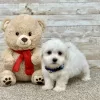 Maltese White Puppy for sale - ITME9991