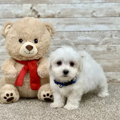 Maltese White Puppy for sale - ITME9991