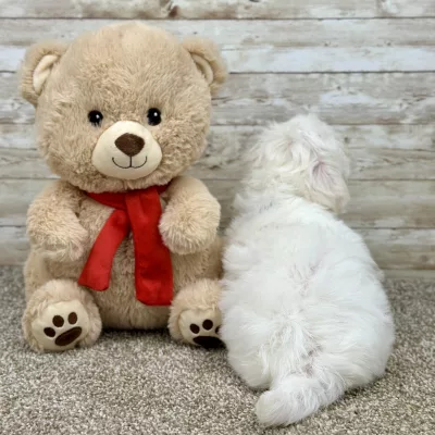 Maltese White Puppy for sale - ITME9991