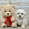 Maltese White Puppy for sale - ITME9994