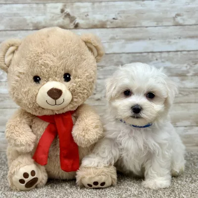 Maltese White Puppy for sale - ITME9994