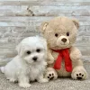 Maltese White Puppy for sale - ITME9994