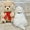 Maltese White Puppy for sale - ITME9994