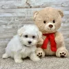 Maltese White Puppy for sale - ITME9993