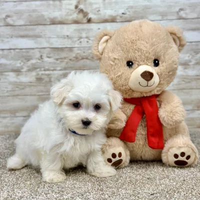 Maltese White Puppy for sale - ITME9993