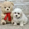 Maltese White Puppy for sale - ITME9993