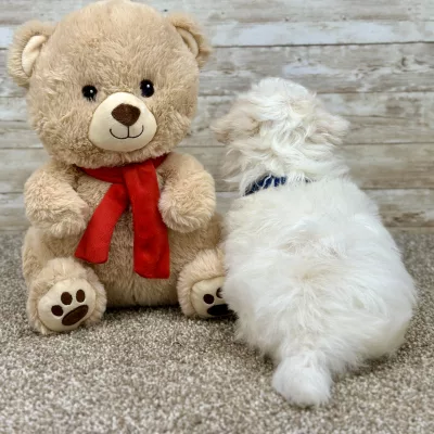 Maltese White Puppy for sale - ITME9993