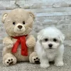 Maltese White Puppy for sale - ITME9992