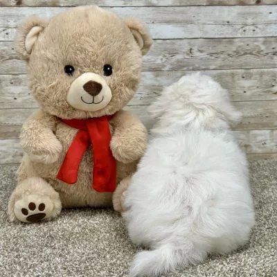 Maltese White Puppy for sale - ITME9992