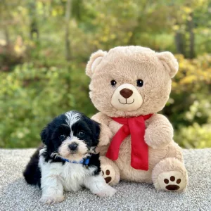 Bichon Black & White Puppy for sale - JTTB92181