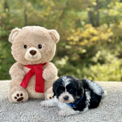 Bichon Black & White Puppy for sale - JTTB92182