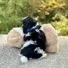Bichon Black & White Puppy for sale - JTTB92183
