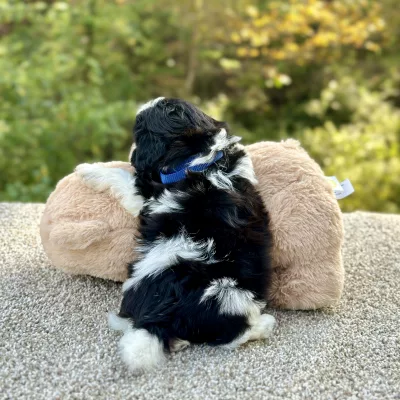 Bichon Black & White Puppy for sale - JTTB92183