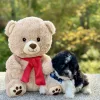 Teddy Bear Black & White Puppy for sale - JTTB921923