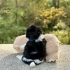 Bichon Black & White Puppy for sale - JTTB92193
