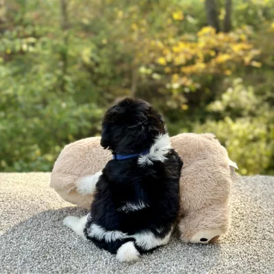 Bichon Black & White Puppy for sale - JTTB92193