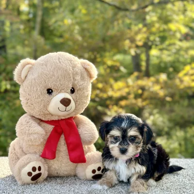 Morkie Tri Puppy for sale - JTMY87471