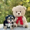 Morkie Tri Puppy for sale - JTMY87482