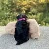 Morkie Tri Puppy for sale - JTMY87483