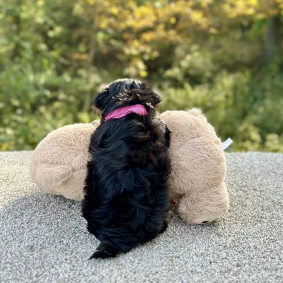 Morkie Tri Puppy for sale - JTMY87483