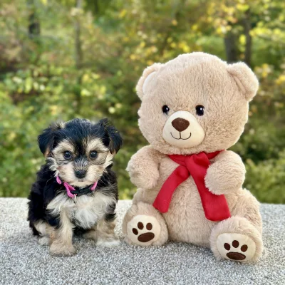 Morkie Tri Puppy for sale - JTMY87491