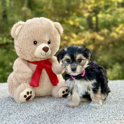 Morkie Tri Puppy for sale - JTMY87492