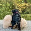 Morkie Tri Puppy for sale - JTMY87493