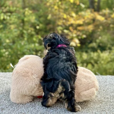 Morkie Tri Puppy for sale - JTMY87493