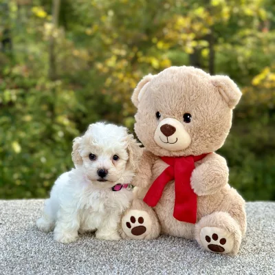 Poochon puppy for sale