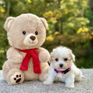Poochon puppy for sale