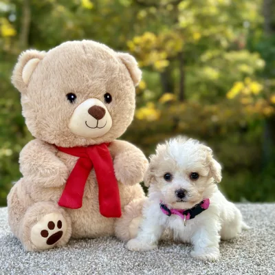 Poochon puppy for sale