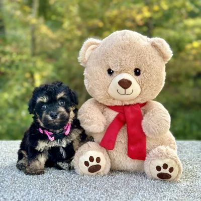 Poochon puppy for sale