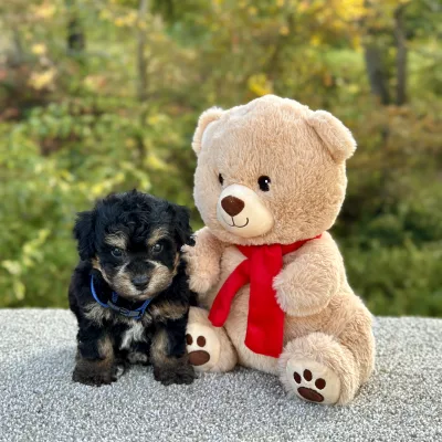 Poochon puppy for sale