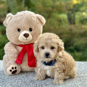 Poochon puppy for sale
