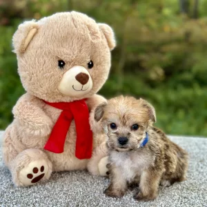 Apollo morkie puppy for sale