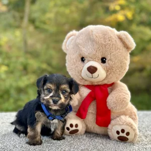 Morkie puppy for sale