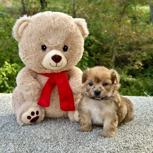 Morkie puppy for sale