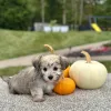 Morkie puppy for sale