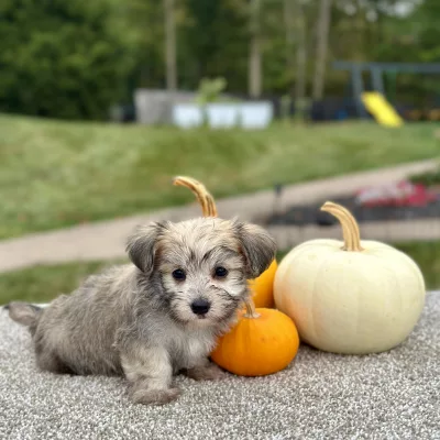 Morkie puppy for sale