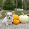 Morkie puppy for sale