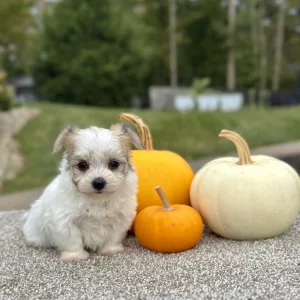 Boy Eddie - Morkie