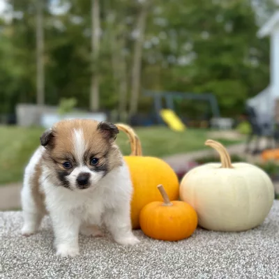 Pomeranian Sable White Puppy for sale - AYPN8549