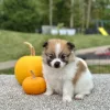 Pomeranian Sable White Puppy for sale - AYPN8549