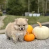 Pomeranian puppy for sale