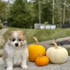 Pomeranian Sable White Puppy for sale - AYPN8471