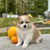 Pomeranian Sable White Puppy for sale - AYPN8471