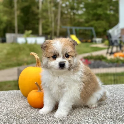 Pomeranian Sable White Puppy for sale - AYPN8471