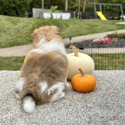 Pomeranian Sable White Puppy for sale - AYPN8471